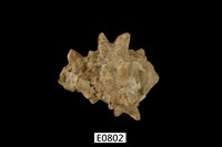 藏品(短拳螺)的圖片